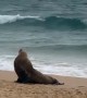 Manly Beach this morning - Australian Fur Seal