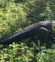 Alligator Blocks Motorcyclists Path