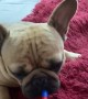 French Bulldog Plays the Toy Trumpet