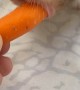 Hamster Wants to Consume the Entire Carrot