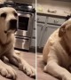 Doggy flops hard when lightly slapped in the face