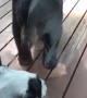 Dog Meets Bear at Glass Door