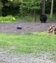 Black Bear Investigates an RC Car