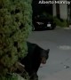 Small Dog Scares Black Bear