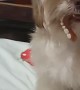 Small Dog Finds Missing Dentures
