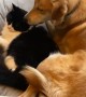 Puppy Grooms Her Feline Friend