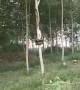 Sneaky Snake Ascends Tall Tree