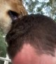 Zookeeper gets loving kiss from lion buddy