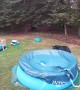 Bear Swims and Tears Up Pool