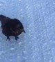 Pet Crow Plays With Snowballs