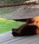 Bear Cub Has Fun with Hammock