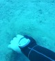 Diver Rescues A Gorgonian