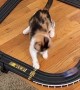 Kitty Catches Toy Car on Track