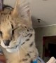 Savannah Cat Is a Real Sweetheart