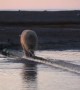 Bear Walks on Log in Alaska