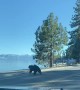 Black Bear Heads for the Lake