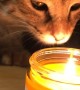 Curious Kitty Discovers Her First Candle