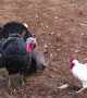 Rooster Pushed Back by Territorial Turkeys