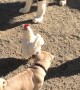 Chicken Takes Refuge on Dogs Back