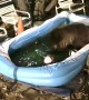 Bear Playing in a Little Pool