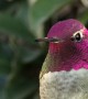 Hummingbird Incredibly \