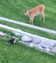 Small Dog and Deer Have Face Off at Fence