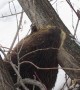 Beaver Chews Down Tree Then Swims off with a Small Branch
