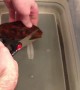 Man Cuts Open Pod To Reveal Stunning Baby Shark