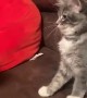 Playful Kitten Reacts to Finger Guns