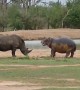 Hippo Incredibly Scares Away Threatening Rhino