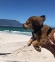 Pup Swims in Strong Wind