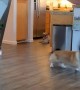 Close Call for Mirror and Corgi
