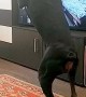 Adorable Dog Does its Own Exercise Routine