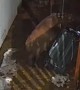 Bear Struggles to Snag Snacks from Trash Can