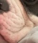 Adorable Bulldog Loudly Snoring While Cuddling