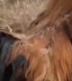 Puppy Goes for a Ride on a Rooster