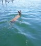 Pampas Deer Quietly Swims through Clear Waters