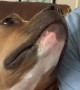 Sweet Pitbull Mimics Owner Sticking Tongue Out