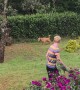 Dog Chasing off a Baboon