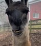 Llama Gets the Lip Jitters