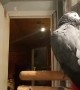 Beatboxing Bird Scratches Out a Song