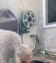 Dog Drinks Water in Curious Way