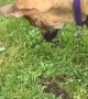 Dog Dives His Head Into the Dirt