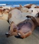Puppies Snoozing on the Sand