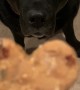 Dog Scarfs Down Important Cookie