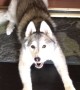 Stubborn Husky Literally Prevents Owner From Leaving House
