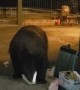 Hotel Guest Unknowingly Walks Right Next to Bear Digging Through Garbage