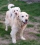Puppy Hilariously Jumps Onto Golden Retriever\'s Back