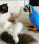 Parrot Wakes Up Sleeping Cat And They Become Instant Friends