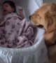 Caring Golden Retriever Consoles Crying Baby